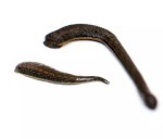 Пиявка медицинская, 1 шт